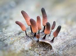 Attēlu rezultāti vaicājumam “Comatricha sp.”