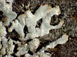 Attēlu rezultāti vaicājumam “Stemonitopsis hyperopta var. landewaldii macro”