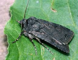 Attēlu rezultāti vaicājumam “Euxoa nigricans”