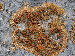 Attēlu rezultāti vaicājumam “Caloplaca saxicola”