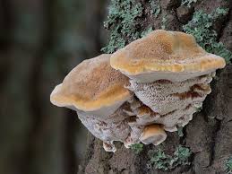 Attēlu rezultāti vaicājumam “Inonotus rheades”