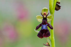 Attēlu rezultāti vaicājumam “Ophrys insectifera flower”