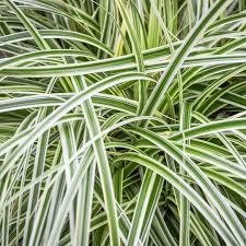 Attēlu rezultāti vaicājumam “Carex arenaria  leaf”