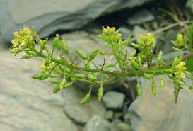 Attēlu rezultāti vaicājumam “Rorippa palustris flower”