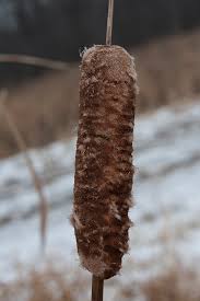 Attēlu rezultāti vaicājumam “Barbeyella minutissima stalked”