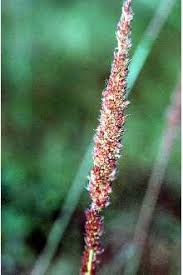 Attēlu rezultāti vaicājumam “Trichia erecta stalked”