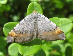 Attēlu rezultāti vaicājumam “Epirranthis diversata imago”