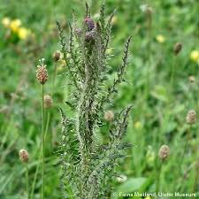 Attēlu rezultāti vaicājumam “Cirsium palustre”
