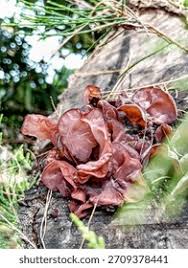 Attēlu rezultāti vaicājumam “Exidia recisa”