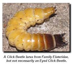 Attēlu rezultāti vaicājumam “Elateridae larva”