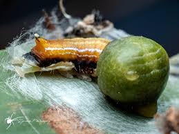 Attēlu rezultāti vaicājumam “Nolidae”