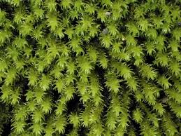 Attēlu rezultāti vaicājumam “Anomodon viticulosus”