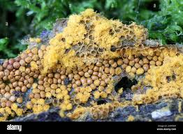 Attēlu rezultāti vaicājumam “Trichia scabra spores”