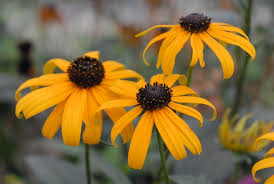 Image result for Rudbeckia fulgida
