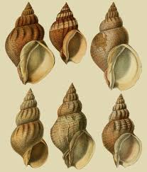 Image result for Buccinum undatum