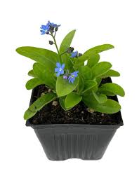 Image result for Myosotis sylvatica