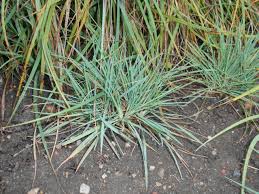 Attēlu rezultāti vaicājumam “Koeleria glauca”