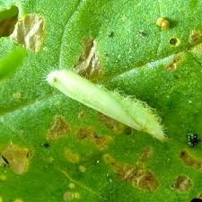 Attēlu rezultāti vaicājumam “Adaina microdactyla”