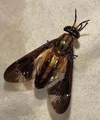 Attēlu rezultāti vaicājumam “Chrysops”