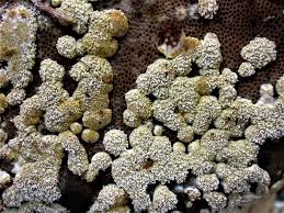 Attēlu rezultāti vaicājumam “Hypocrea pulvinata”