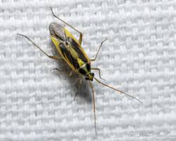 Attēlu rezultāti vaicājumam “Stenotus binotatus male”