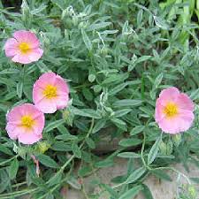 Attēlu rezultāti vaicājumam “Helianthemum x hybridum”