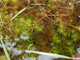 Attēlu rezultāti vaicājumam “Drepanocladus aduncus var. polycarpon”