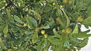 Attēlu rezultāti vaicājumam “Elymus caninus fruit”