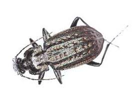 Attēlu rezultāti vaicājumam “Carabus clathratus”