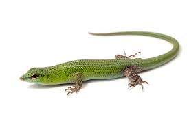 Risultati immagini per dasia smaragdina