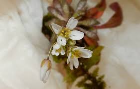 Attēlu rezultāti vaicājumam “Draba nemorosa fruit”