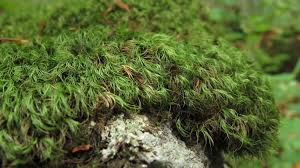 Attēlu rezultāti vaicājumam “Paraleucobryum longifolium”