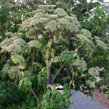 Attēlu rezultāti vaicājumam “Angelica palustris”