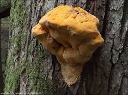 Attēlu rezultāti vaicājumam “Hapalopilus croceus”