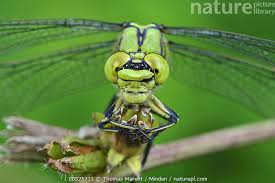 Attēlu rezultāti vaicājumam “Ophiogomphus cecilia”