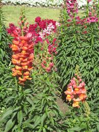 Image result for Antirrhinum majus maximum