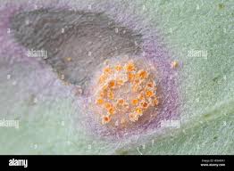 Attēlu rezultāti vaicājumam “Puccinia poarum”