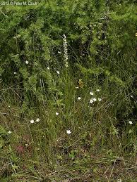Attēlu rezultāti vaicājumam “Parnassia palustris bud”