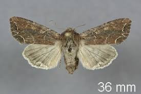 Attēlu rezultāti vaicājumam “Lacanobia suasa”