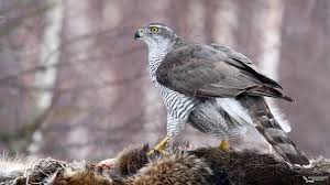 Attēlu rezultāti vaicājumam “Accipiter gentilis”