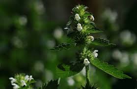 Attēlu rezultāti vaicājumam “Galeopsis tetrahit”