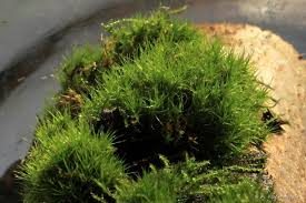 Attēlu rezultāti vaicājumam “Dicranum viride”