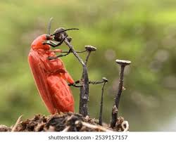 Attēlu rezultāti vaicājumam “Pyrochroidae”