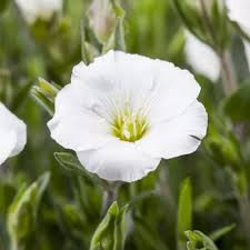 Attēlu rezultāti vaicājumam “Arenaria procera bud”