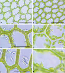 Attēlu rezultāti vaicājumam “Calypogeia sphagnicola”