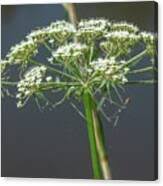 Attēlu rezultāti vaicājumam “Peucedanum palustre leaf”