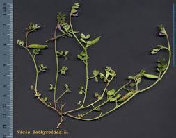 Attēlu rezultāti vaicājumam “Vicia lathyroides”