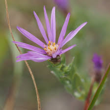 Attēlu rezultāti vaicājumam “Siphoptychium violaceum”