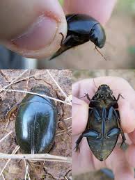 Attēlu rezultāti vaicājumam “Dytiscidae”