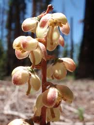 Attēlu rezultāti vaicājumam “Pyrola minor bud”